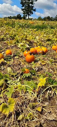 Screenshot_20250913-151814