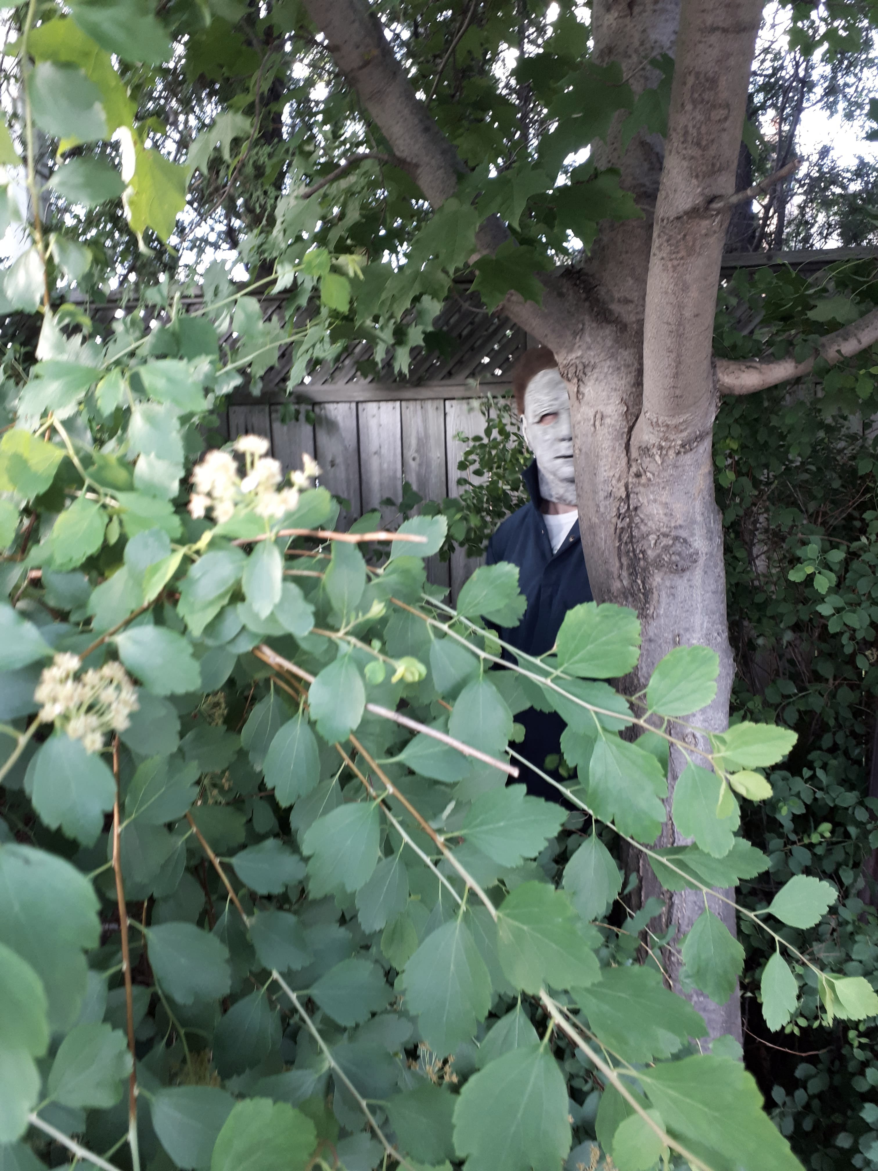 TREE.jpg