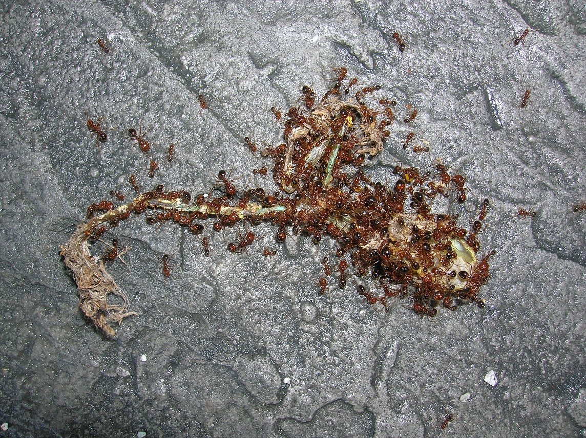 Putrid Insects POTD 2/14 - General Discussion - Michael Myers forum